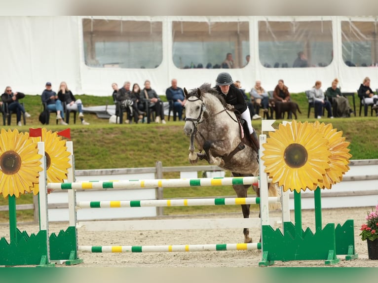 Hannoveraan Ruin 6 Jaar in Hornsyld