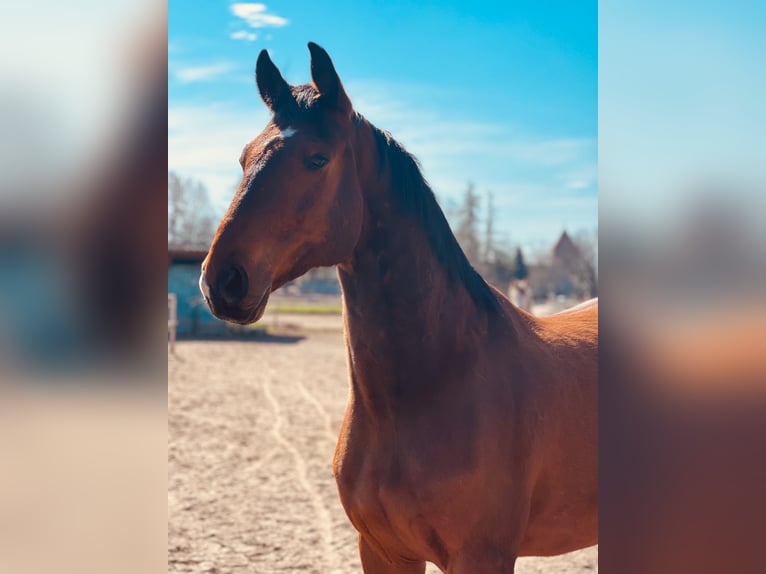 Hannoveraan Ruin 7 Jaar 161 cm Bruin in Werneuchen
