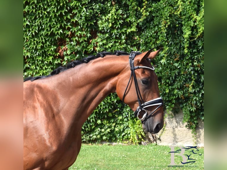 Hannoveraan Ruin 7 Jaar 163 cm Bruin in Osnabrück