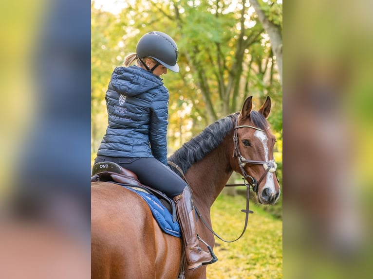 Hannoveraan Ruin 7 Jaar 164 cm Bruin in Moormerland