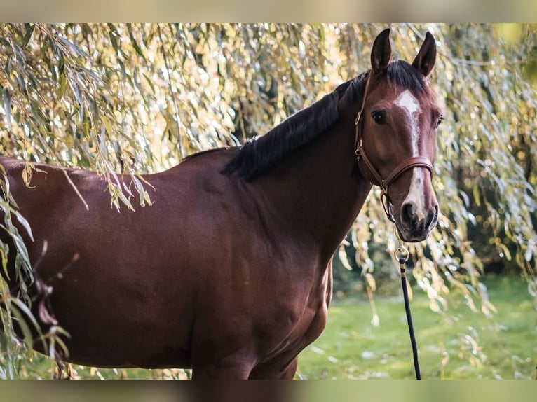 Hannoveraan Ruin 7 Jaar 164 cm Bruin in Moormerland