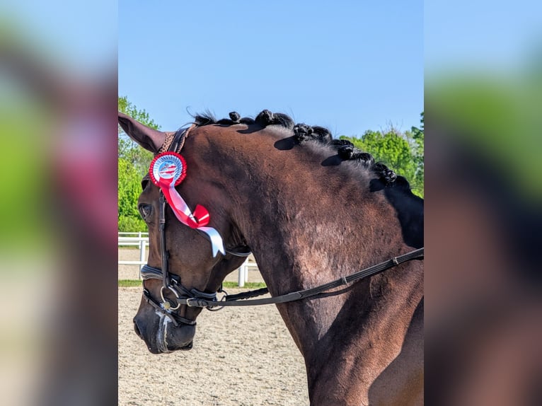 Hannoveraan Ruin 7 Jaar 165 cm Bruin in Ebreichsdorf