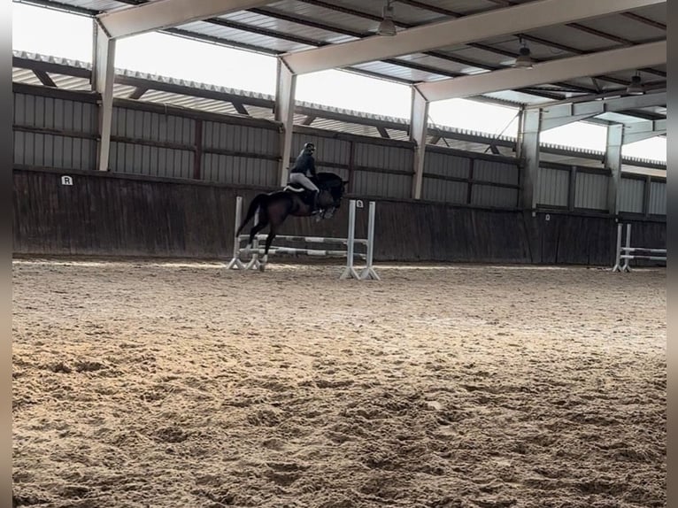 Hannoveraan Ruin 7 Jaar 165 cm Bruin in Schmelz