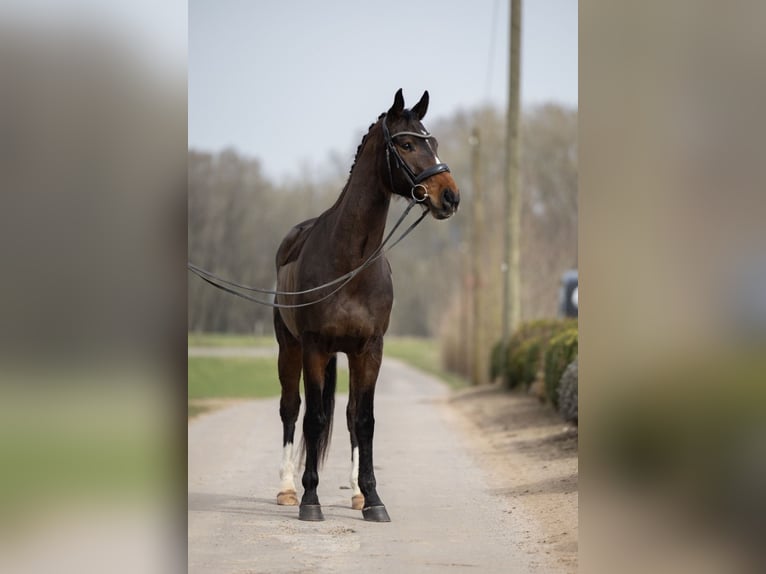 Hannoveraan Ruin 7 Jaar 165 cm Bruin in Schmelz