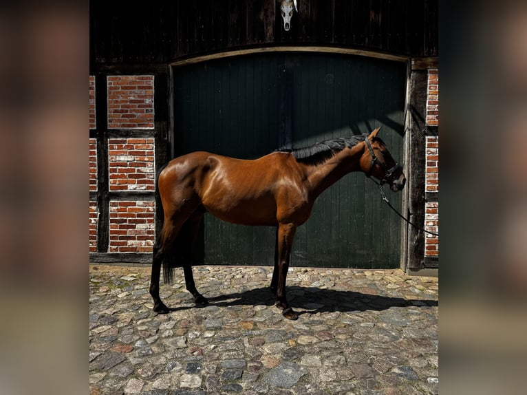 Hannoveraan Ruin 7 Jaar 165 cm Bruin in Hanstedt