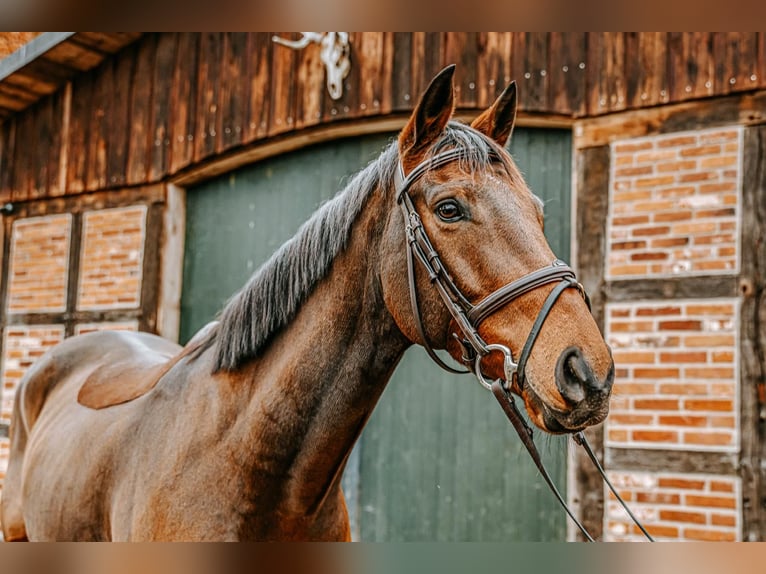Hannoveraan Ruin 7 Jaar 165 cm Bruin in Hanstedt