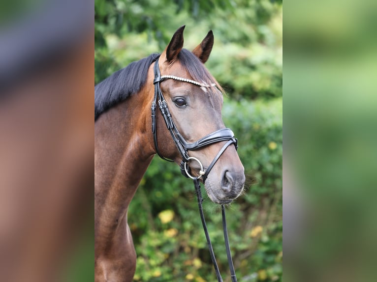 Hannoveraan Ruin 7 Jaar 165 cm Donkerbruin in Hellschen-Heringsand-Unterschaar