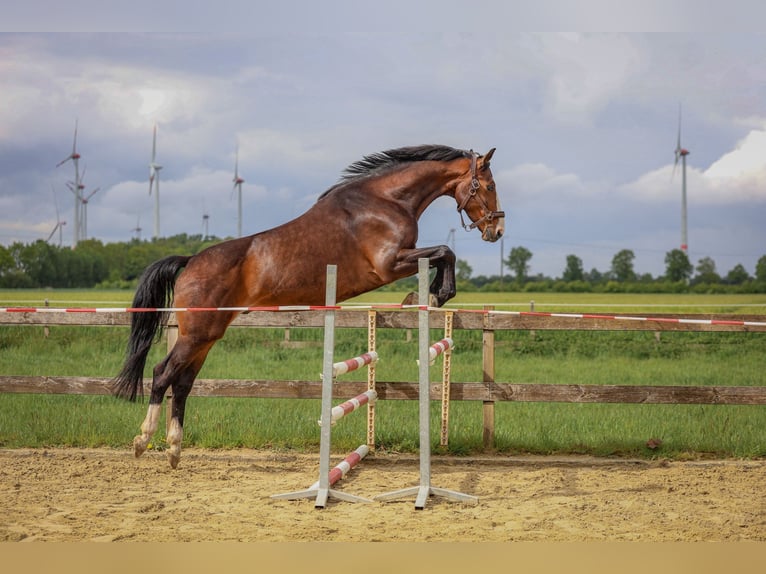 Hannoveraan Ruin 7 Jaar 165 cm Donkerbruin in Gersten