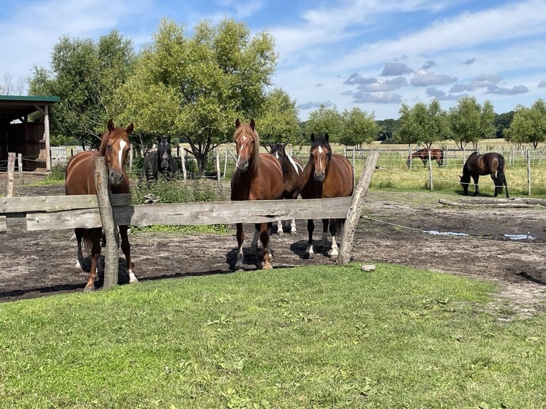 Hannoveraan Ruin 7 Jaar 165 cm Vos in Dolle