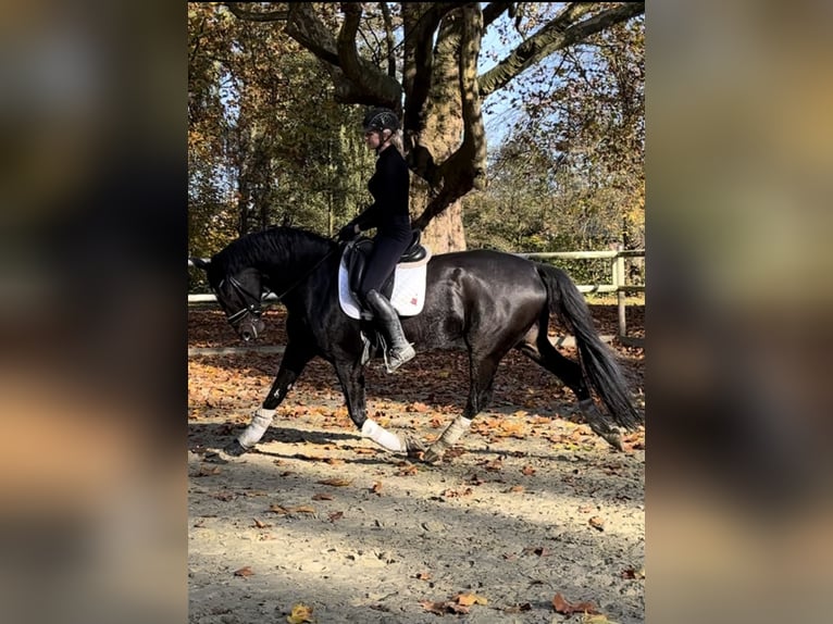 Hannoveraan Ruin 7 Jaar 165 cm Zwartbruin in Hamm