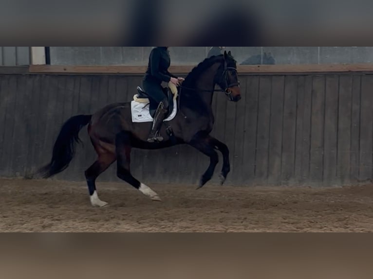 Hannoveraan Ruin 7 Jaar 166 cm Bruin in Schmelz