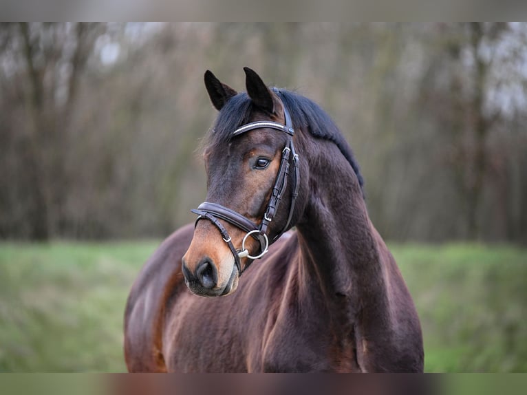 Hannoveraan Ruin 7 Jaar 166 cm Bruin in Riedstadt
