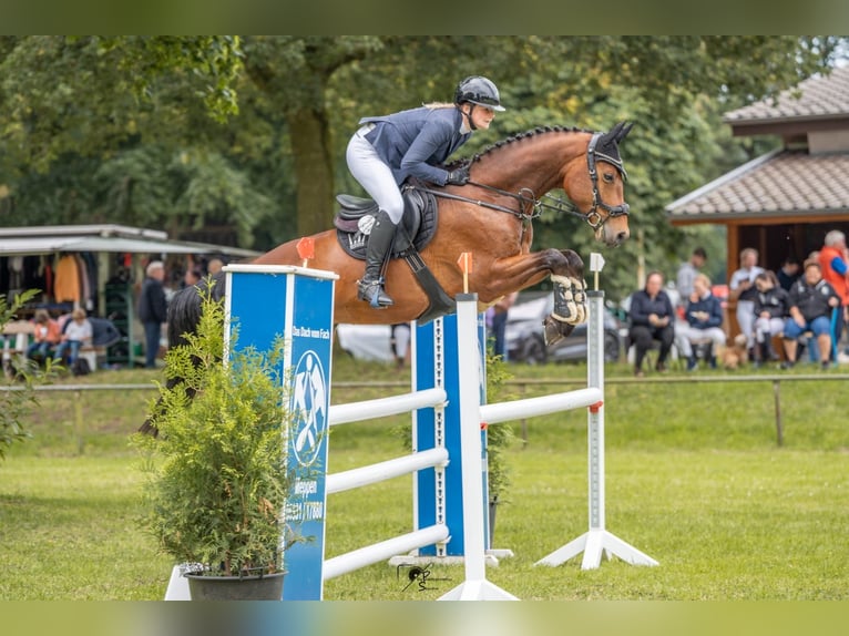 Hannoveraan Ruin 7 Jaar 167 cm Bruin in Wietmarschen