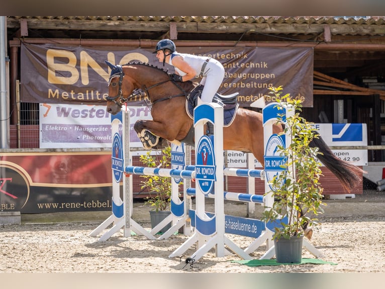 Hannoveraan Ruin 7 Jaar 167 cm Bruin in Wietmarschen