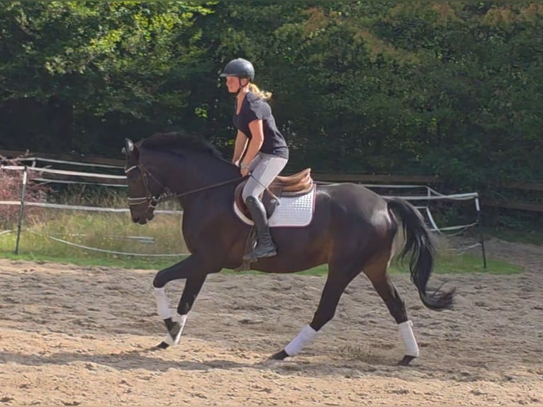 Hannoveraan Ruin 7 Jaar 167 cm Donkerbruin in Braunschweig