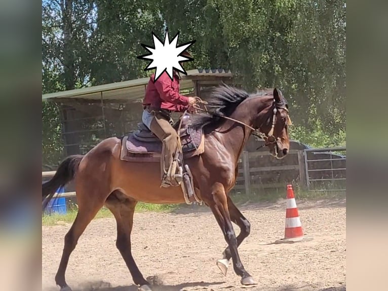 Hannoveraan Ruin 7 Jaar 167 cm Donkerbruin in Bassum
