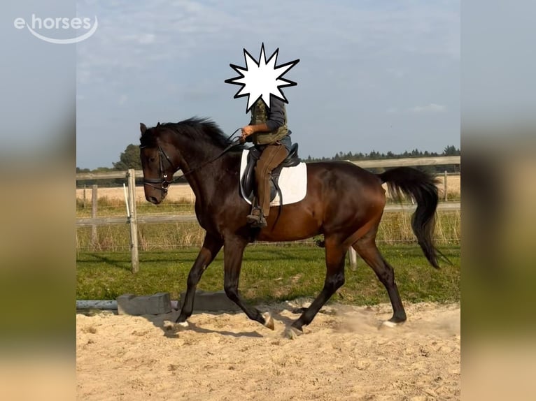 Hannoveraan Ruin 7 Jaar 167 cm Donkerbruin in Bassum