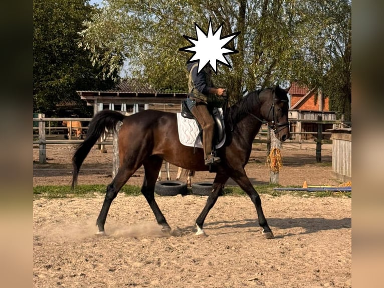 Hannoveraan Ruin 7 Jaar 167 cm Donkerbruin in Bassum