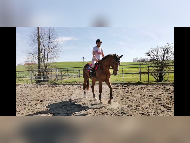 Hannoveraan Ruin 7 Jaar 167 cm Donkere-vos in Marktoberdorf
