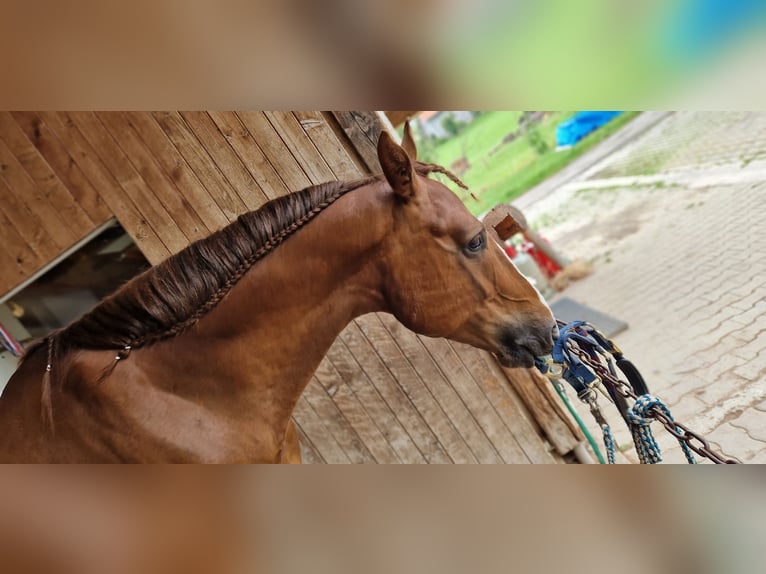 Hannoveraan Ruin 7 Jaar 167 cm Donkere-vos in Marktoberdorf