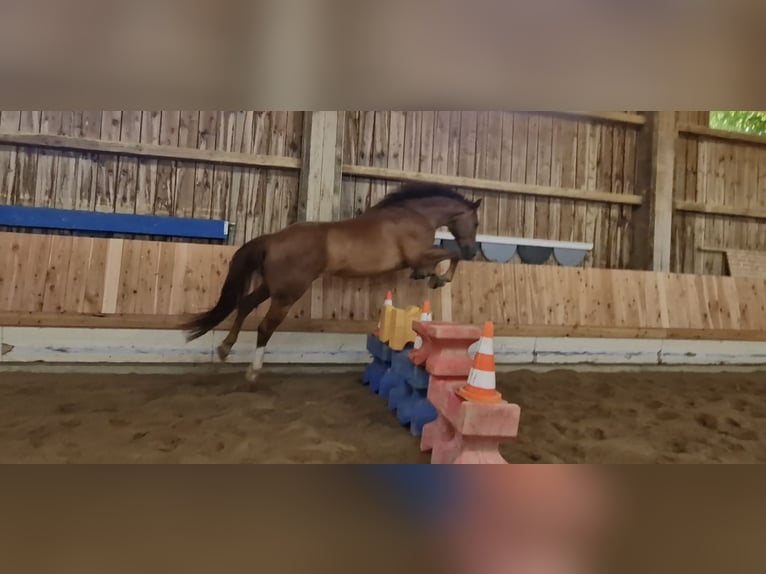 Hannoveraan Ruin 7 Jaar 167 cm Donkere-vos in Marktoberdorf