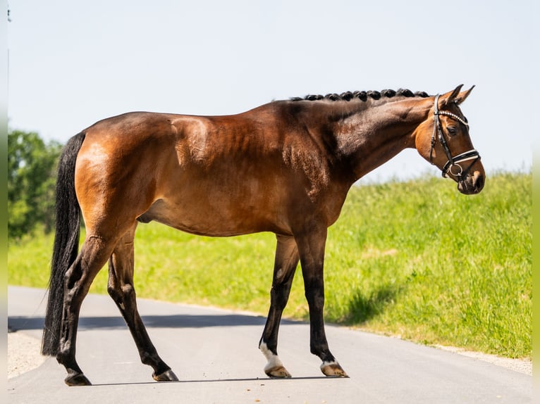 Hannoveraan Ruin 7 Jaar 168 cm Bruin in Gleichen