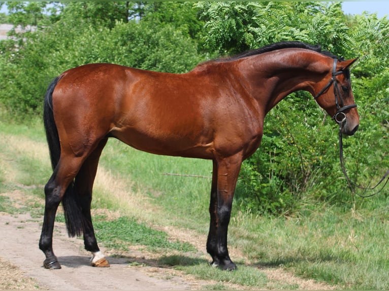 Hannoveraan Ruin 7 Jaar 168 cm Bruin in Gyula