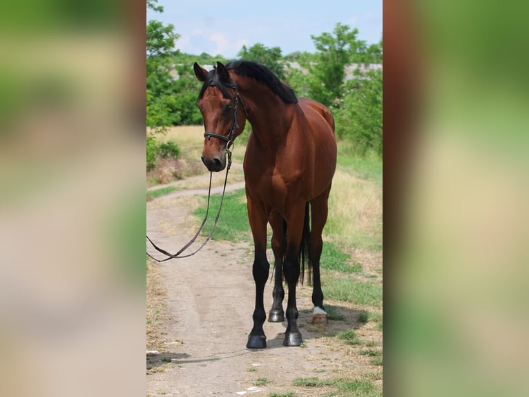 Hannoveraan Ruin 7 Jaar 168 cm Bruin in Gyula