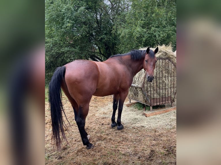 Hannoveraan Ruin 7 Jaar 168 cm Bruin in Laubach