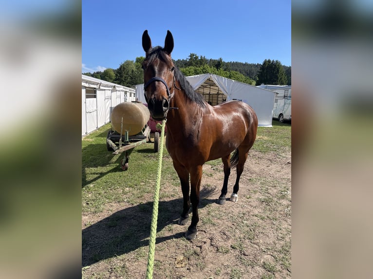 Hannoveraan Ruin 7 Jaar 168 cm Bruin in Laubach