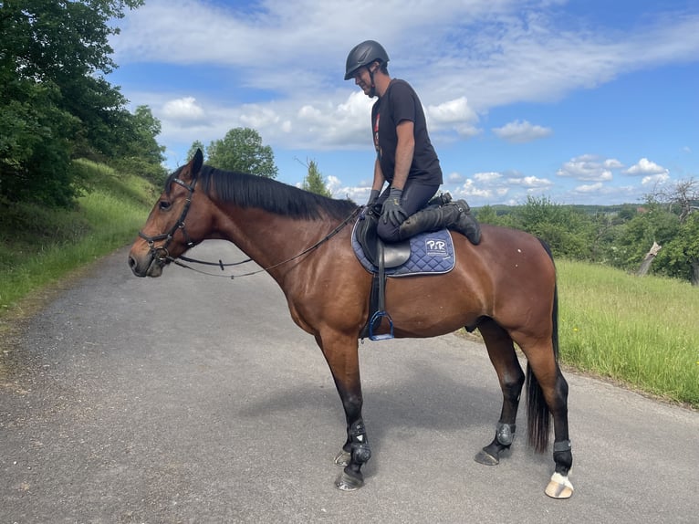 Hannoveraan Ruin 7 Jaar 168 cm Bruin in Laubach