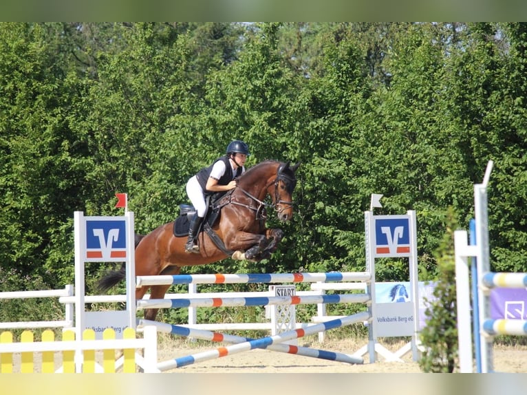 Hannoveraan Ruin 7 Jaar 168 cm Bruin in Wipperfürth