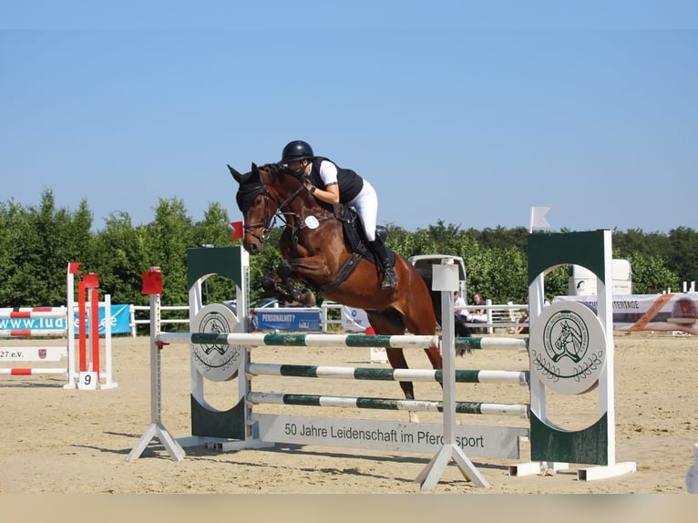 Hannoveraan Ruin 7 Jaar 168 cm Bruin in Wipperfürth