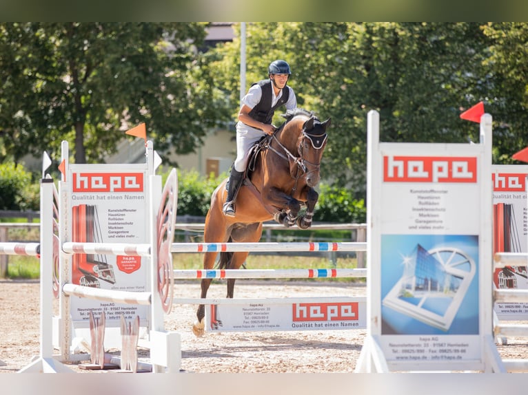 Hannoveraan Ruin 7 Jaar 168 cm Bruin in Leutershausen