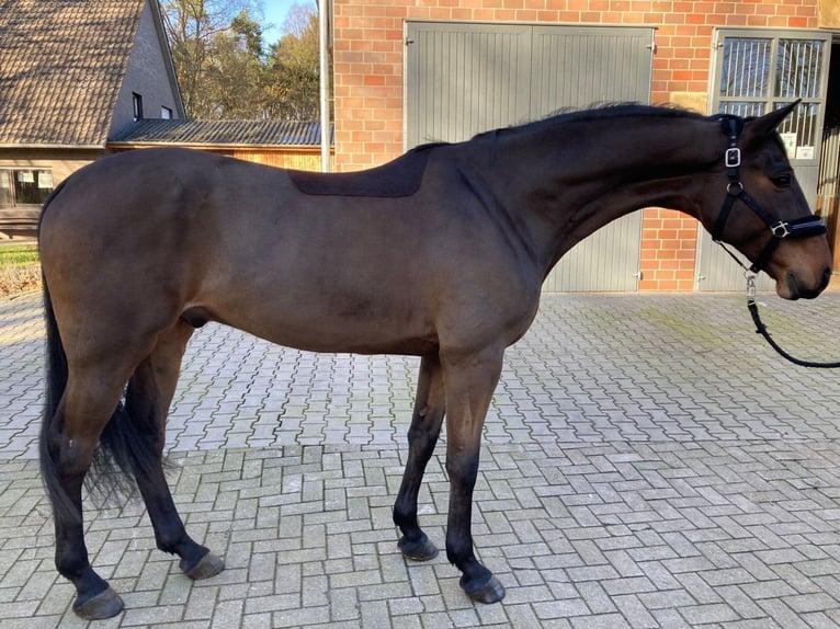 Hannoveraan Ruin 7 Jaar 168 cm Bruin in Bad Kreuznach