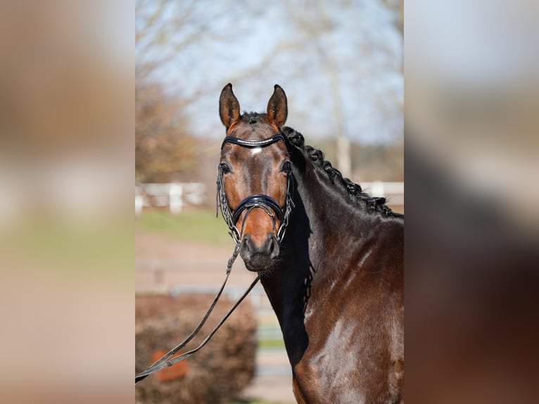 Hannoveraan Ruin 7 Jaar 168 cm Donkerbruin in Fleckeby