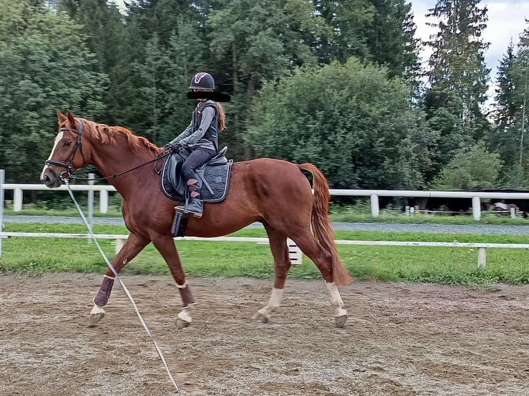 Hannoveraan Ruin 7 Jaar 168 cm Vos in Wirtschach