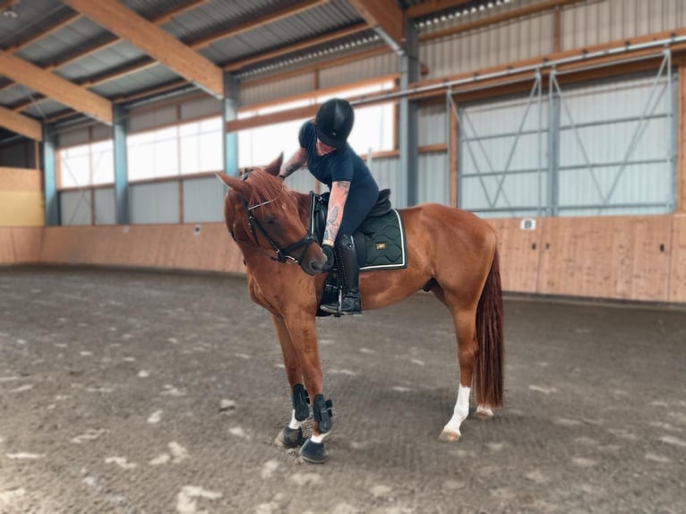 Hannoveraan Ruin 7 Jaar 168 cm Vos in Wahrenholz