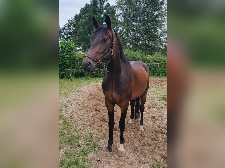 Hannoveraan Ruin 7 Jaar 169 cm Bruin in Friedeburg