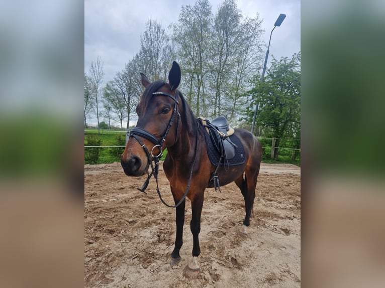 Hannoveraan Ruin 7 Jaar 169 cm Bruin in Friedeburg