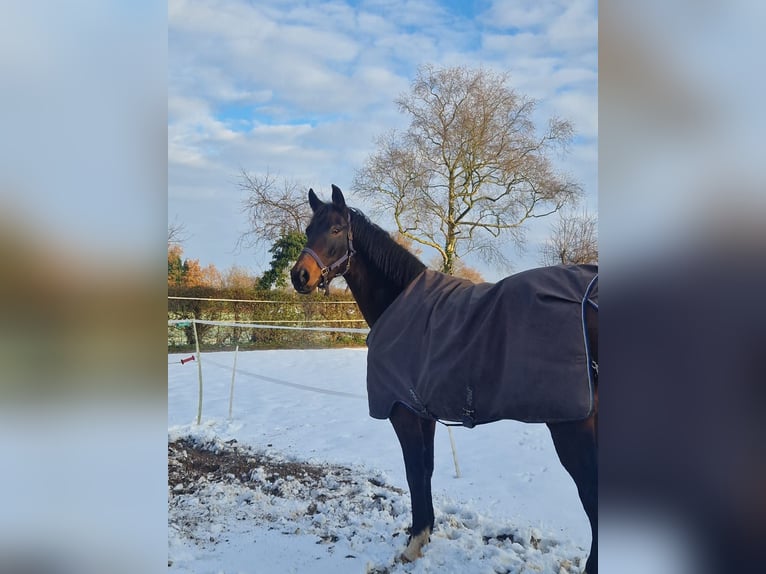 Hannoveraan Ruin 7 Jaar 169 cm Bruin in Friedeburg