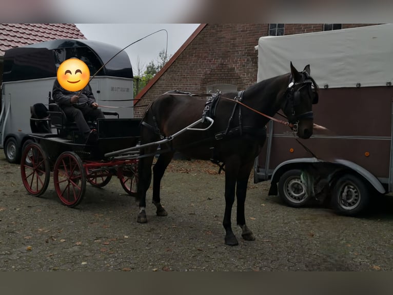 Hannoveraan Ruin 7 Jaar 169 cm Bruin in Friedeburg