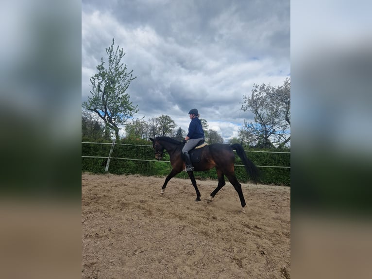 Hannoveraan Ruin 7 Jaar 169 cm Bruin in Friedeburg