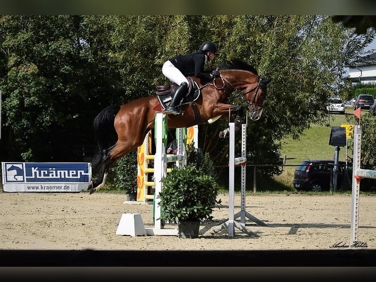 Hannoveraan Ruin 7 Jaar 169 cm Bruin in Oberraden
