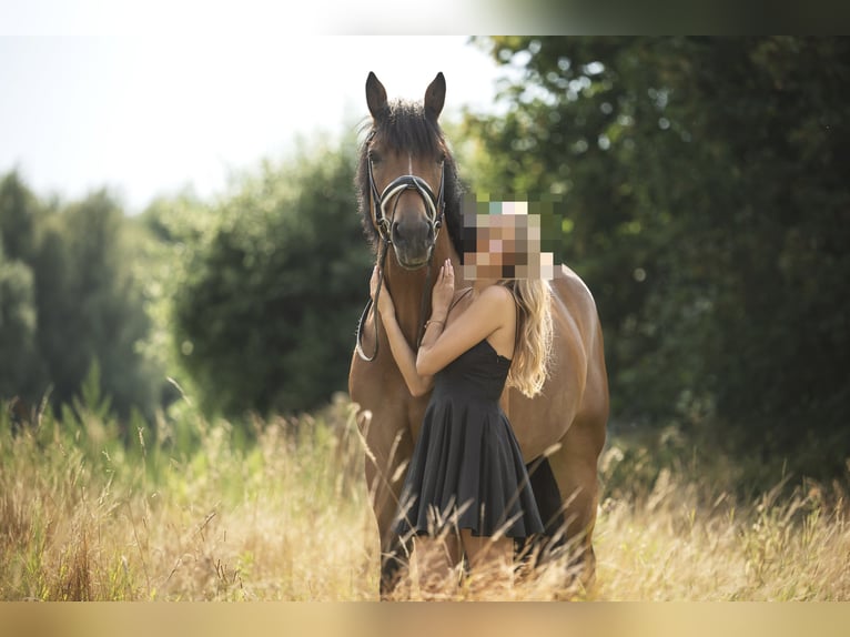 Hannoveraan Ruin 7 Jaar 170 cm Bruin in Krefeld