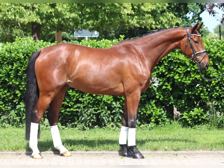 Hannoveraan Ruin 7 Jaar 170 cm Bruin in Selsingen