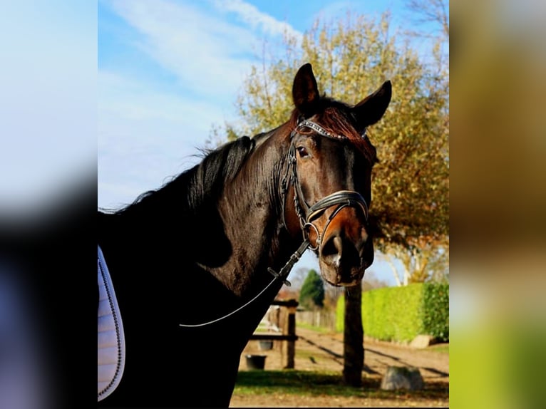 Hannoveraan Ruin 7 Jaar 170 cm Donkerbruin in Kempen