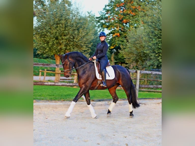 Hannoveraan Ruin 7 Jaar 170 cm Donkerbruin in Kempen