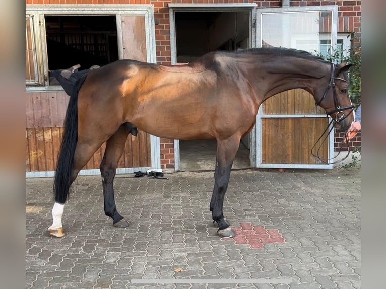 Hannoveraan Ruin 7 Jaar 170 cm Donkerbruin in Regesbostel