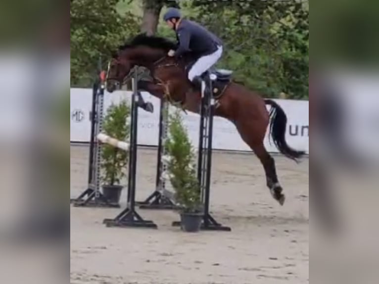 Hannoveraan Ruin 7 Jaar 170 cm Donkerbruin in Regesbostel